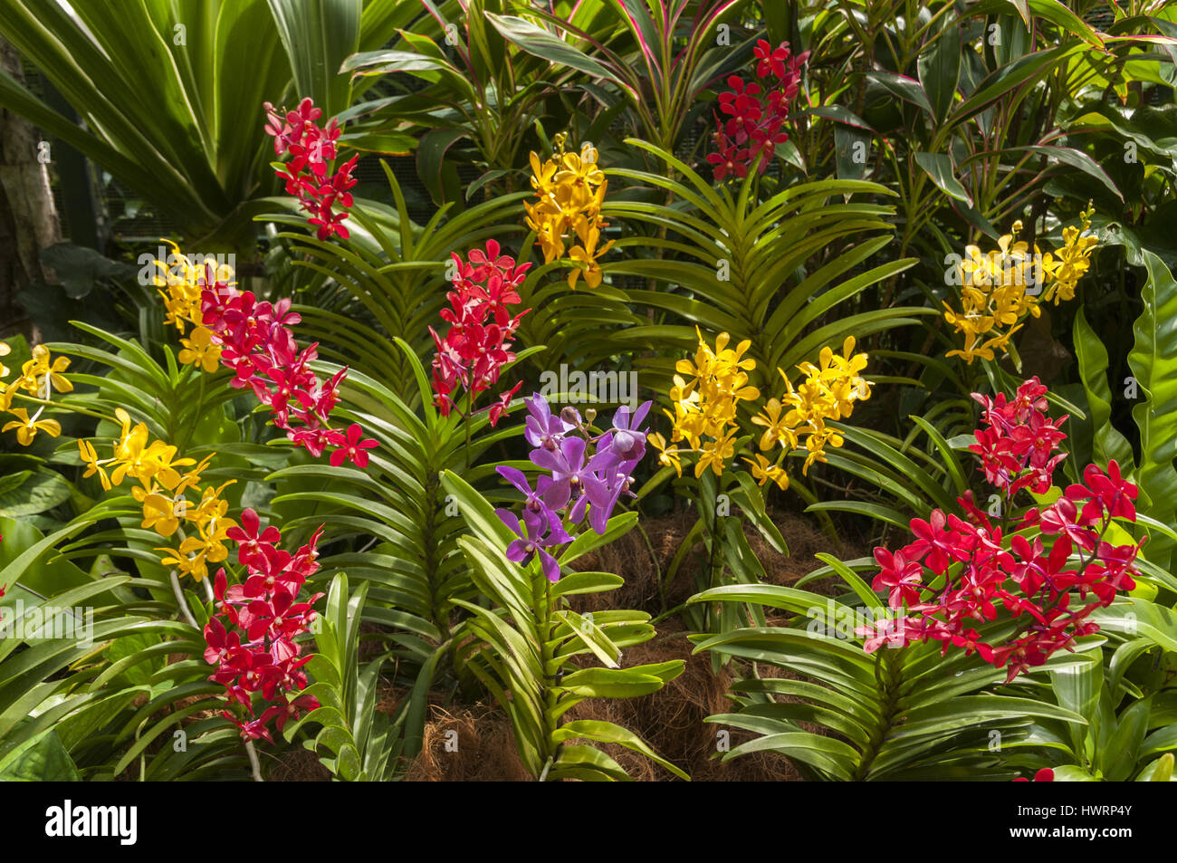 Singapore, Botanic Gardens, orchid flowers Stock Photo Alamy