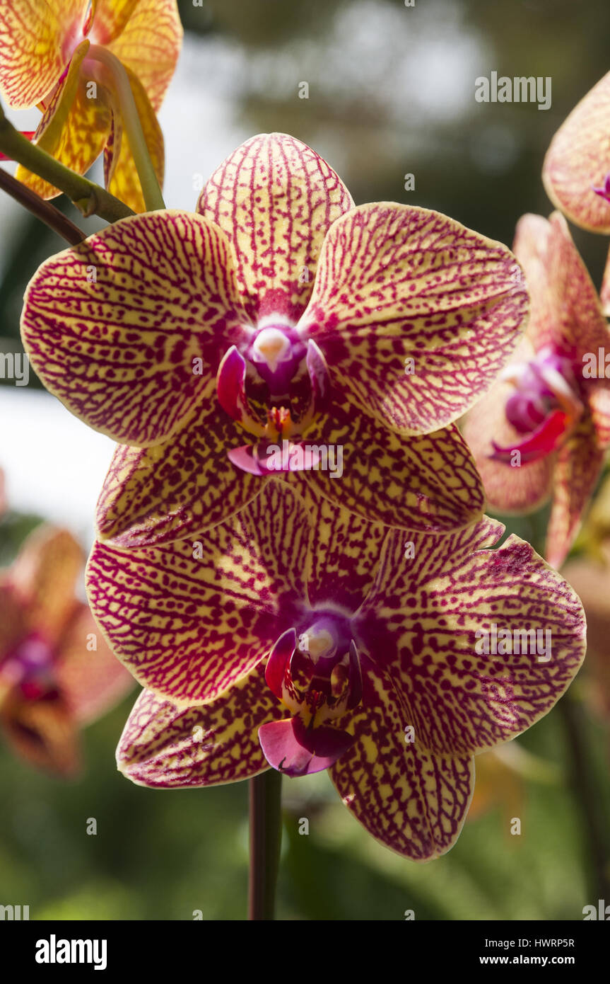 Singapore, Botanic Gardens, orchid flowers Stock Photo Alamy