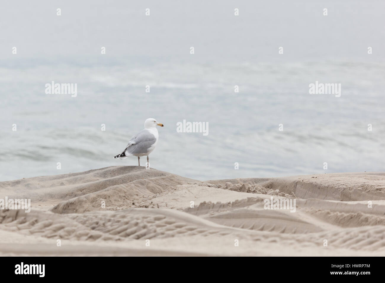 Seagulls stand on the beach in Seaside Heights, New Jersey Stock Photo
