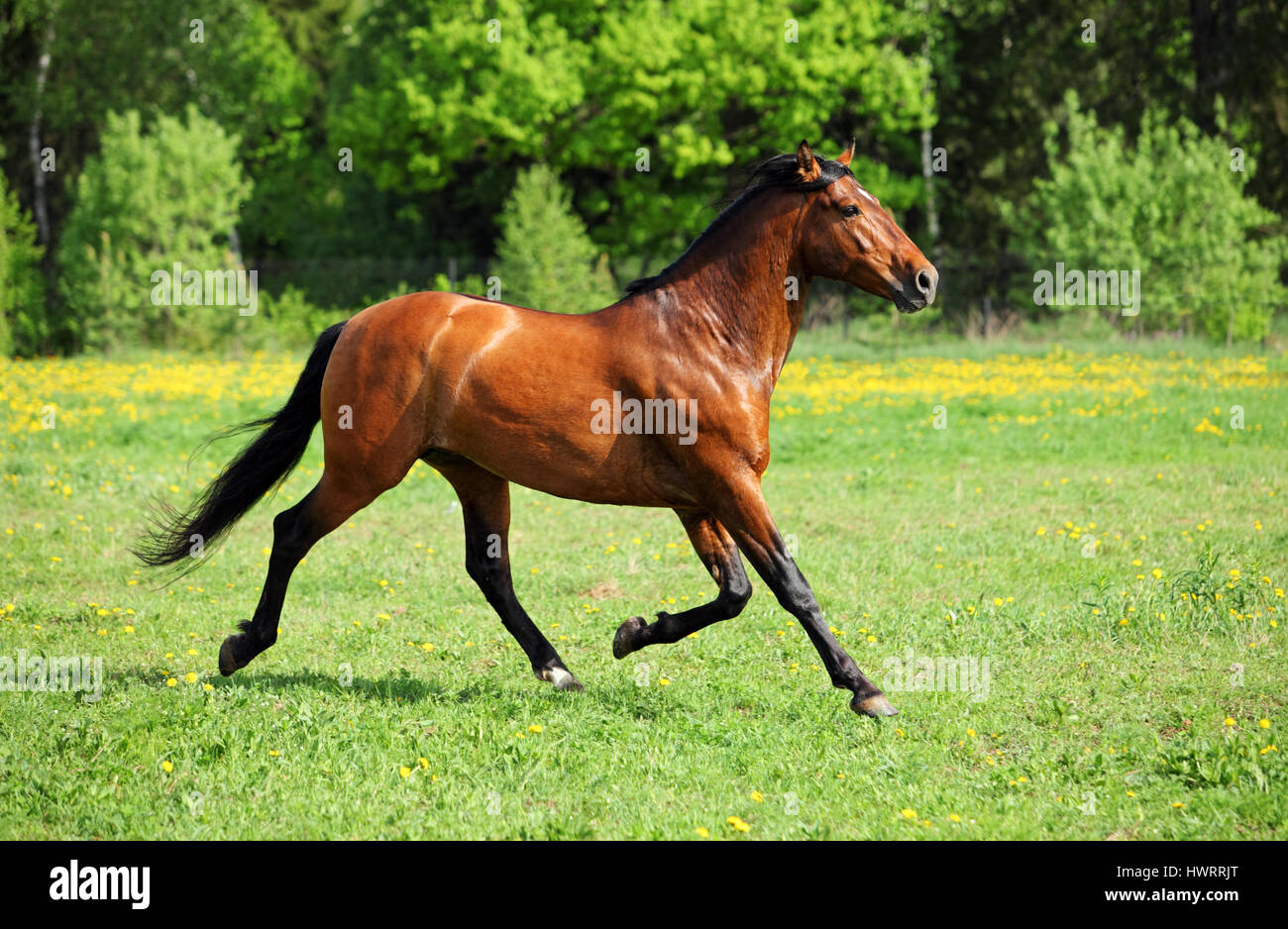 Thoroughbred horse stallion runs through tall grass field Stock Photo