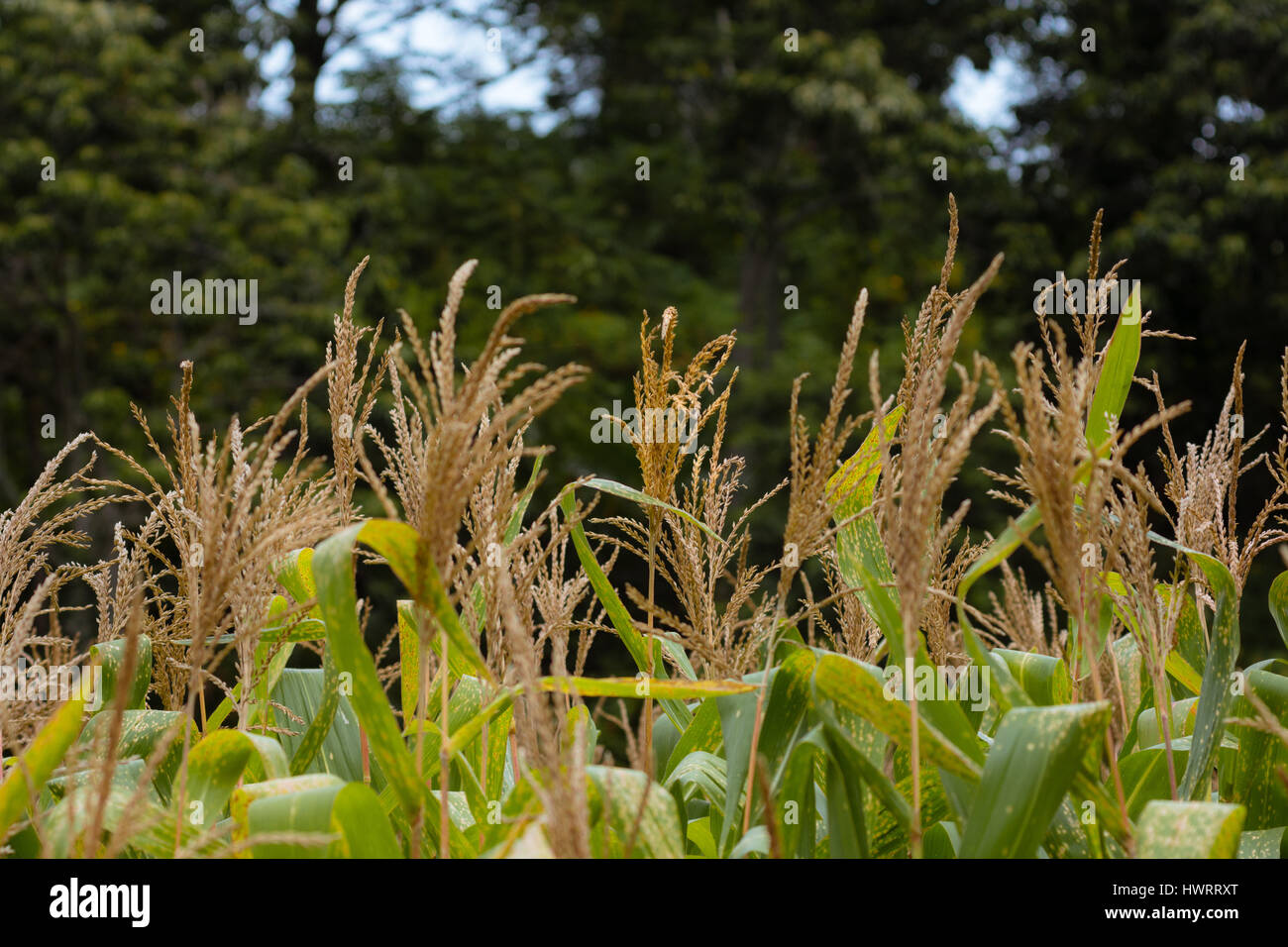 The heads of corn maze in a farmers field with dense tree back ground. Stock Photo