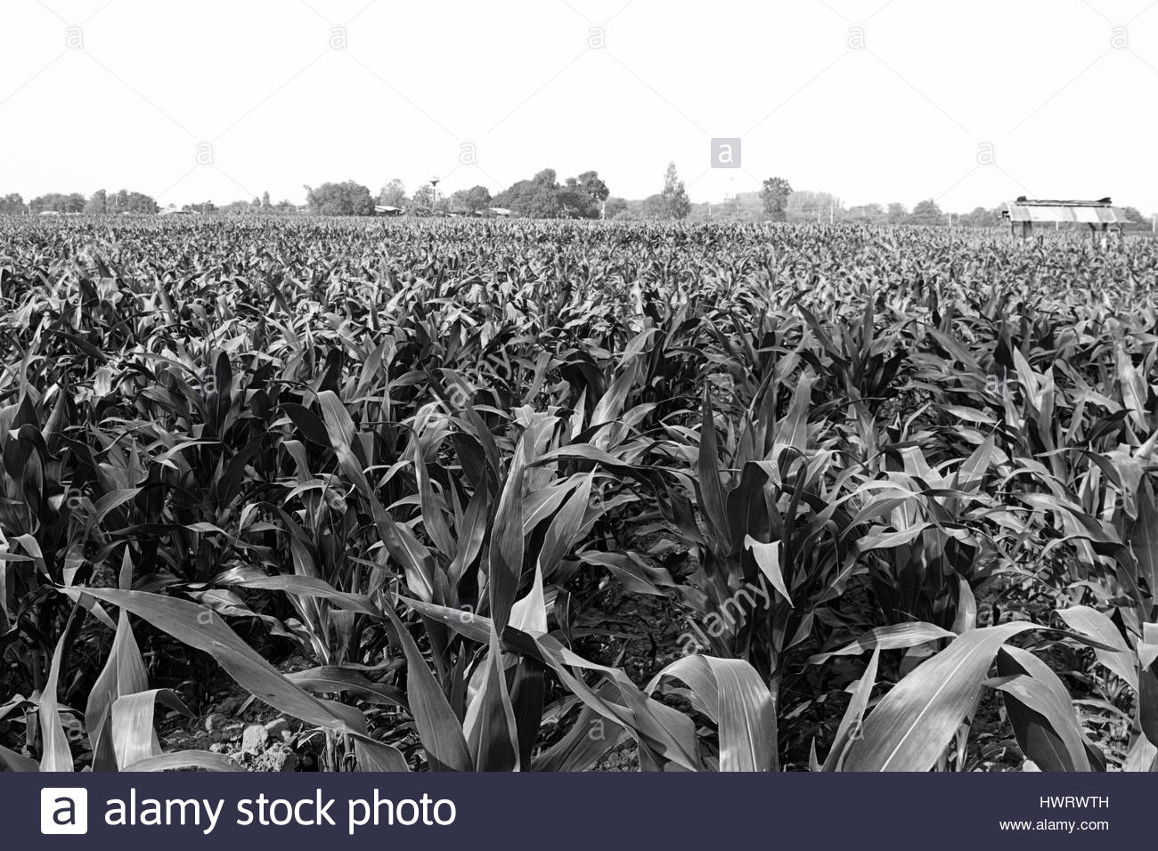 Maize Field Black and White Stock Photos & Images - Alamy