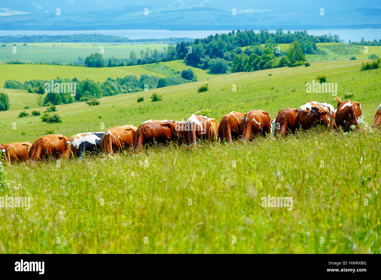 Cow herd grazing on a beautiful green meadow, with mountains in ...
