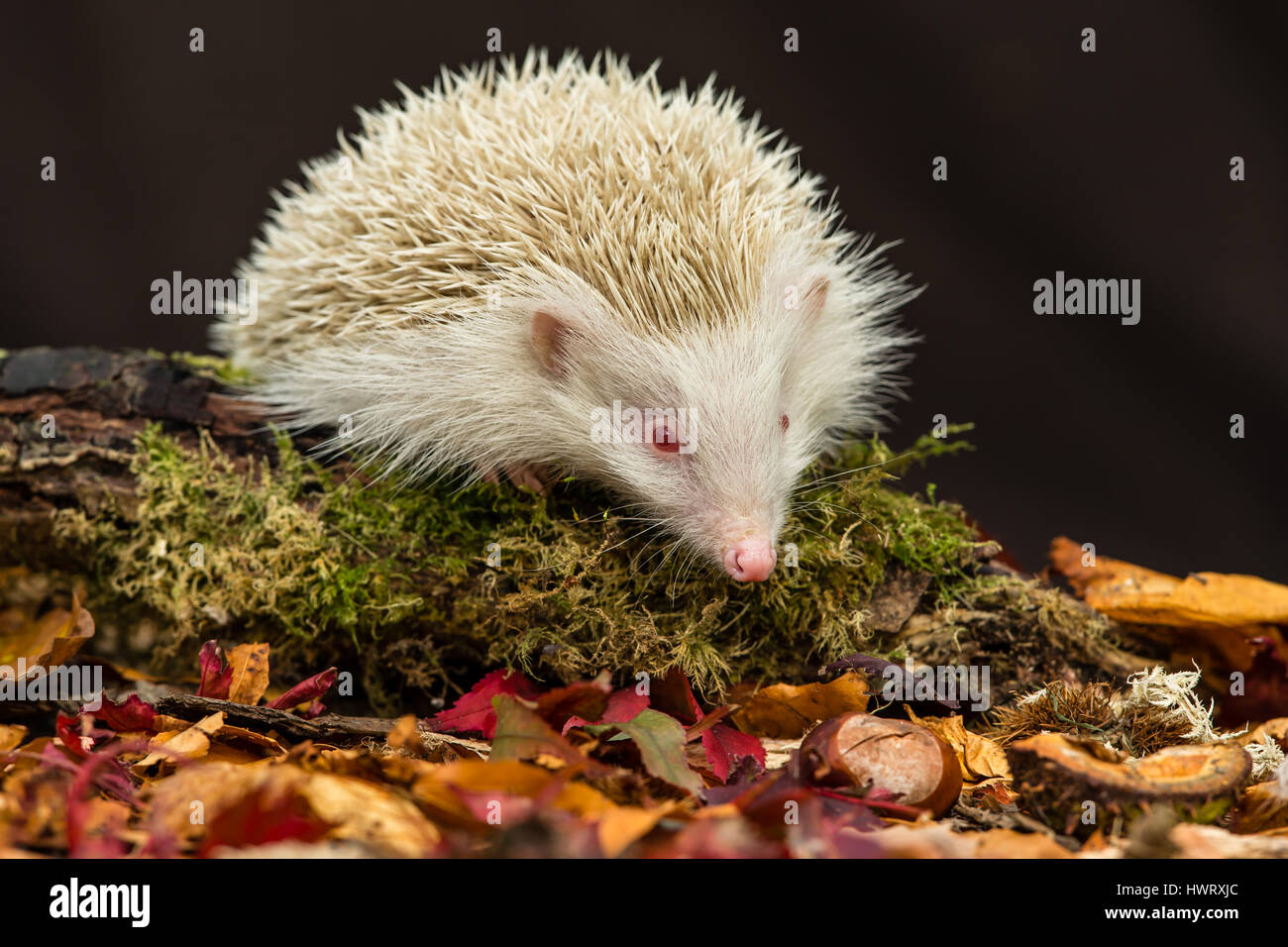 Hedgehog, wild, native, European hedgehog with the very rare albino colouration and pink eyes. Scientific name: Erinaceus Europaeus.  Horizontal. Stock Photo