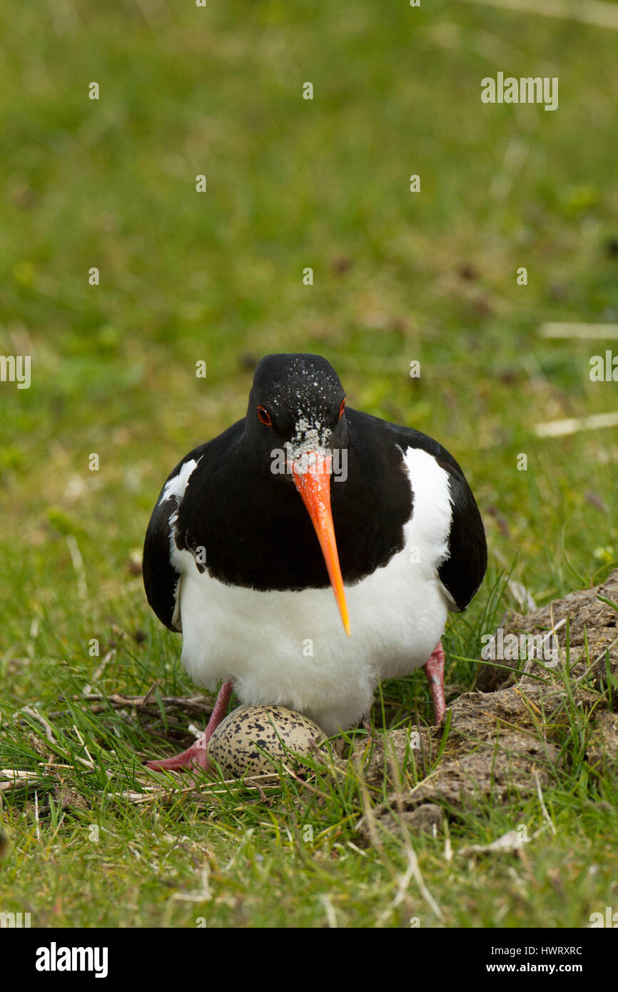 Oystercatcher ( Haematopus ostralaegus) settling down on eggs in in