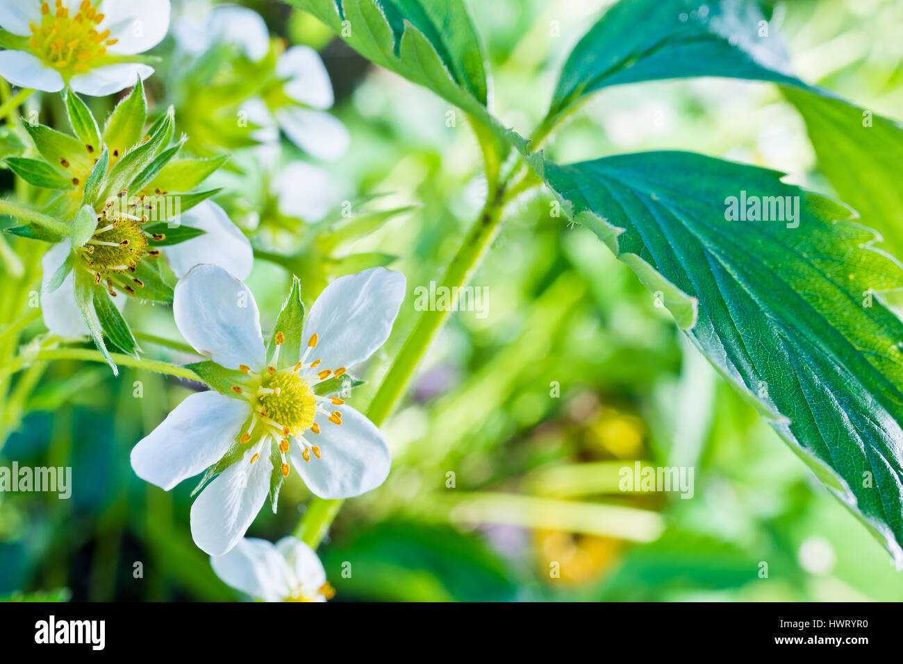 detail of blooming strawberries in the garden Stock Photo - Alamy
