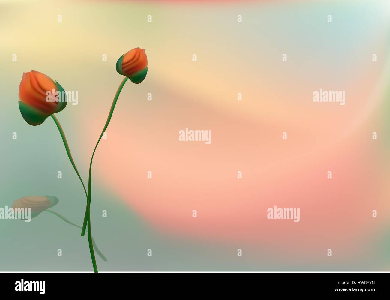 The flowers of red poppy closeup on grey background Stock Vector Image ...