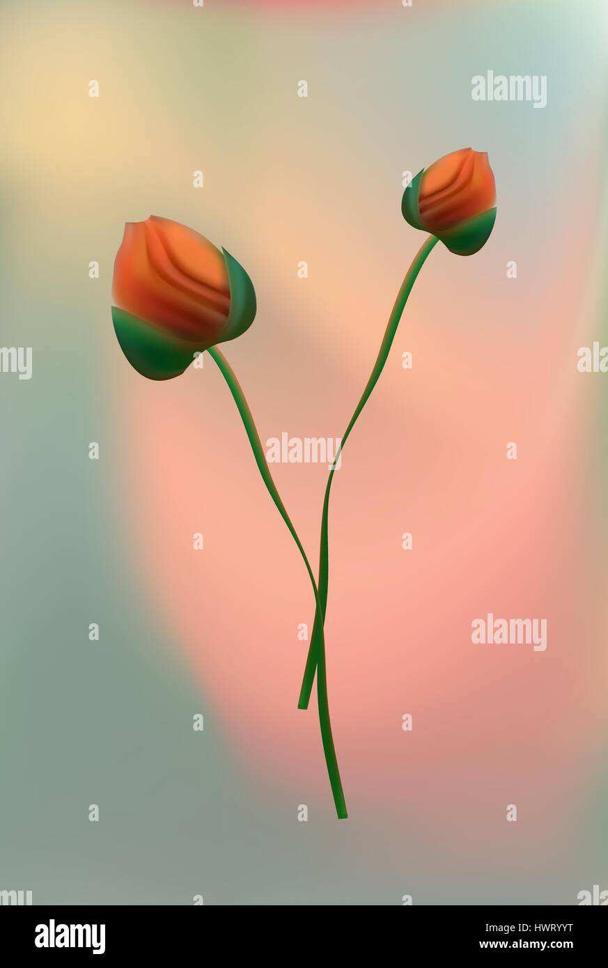 The flowers of red poppy closeup on grey background Stock Vector Image ...