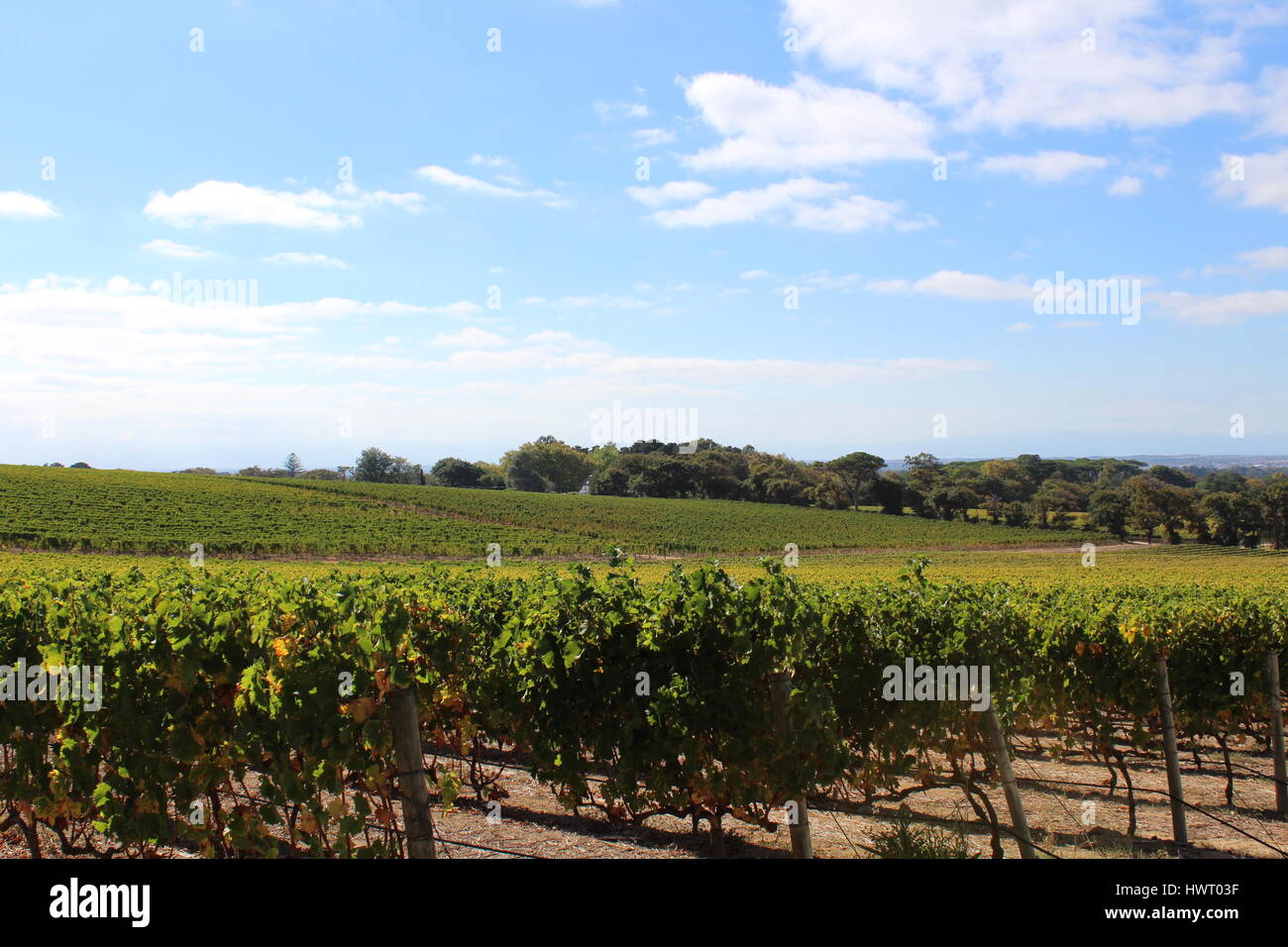 Vineyards at Groot Constantia Wine Estate, Cape Town, South Africa Stock Photo