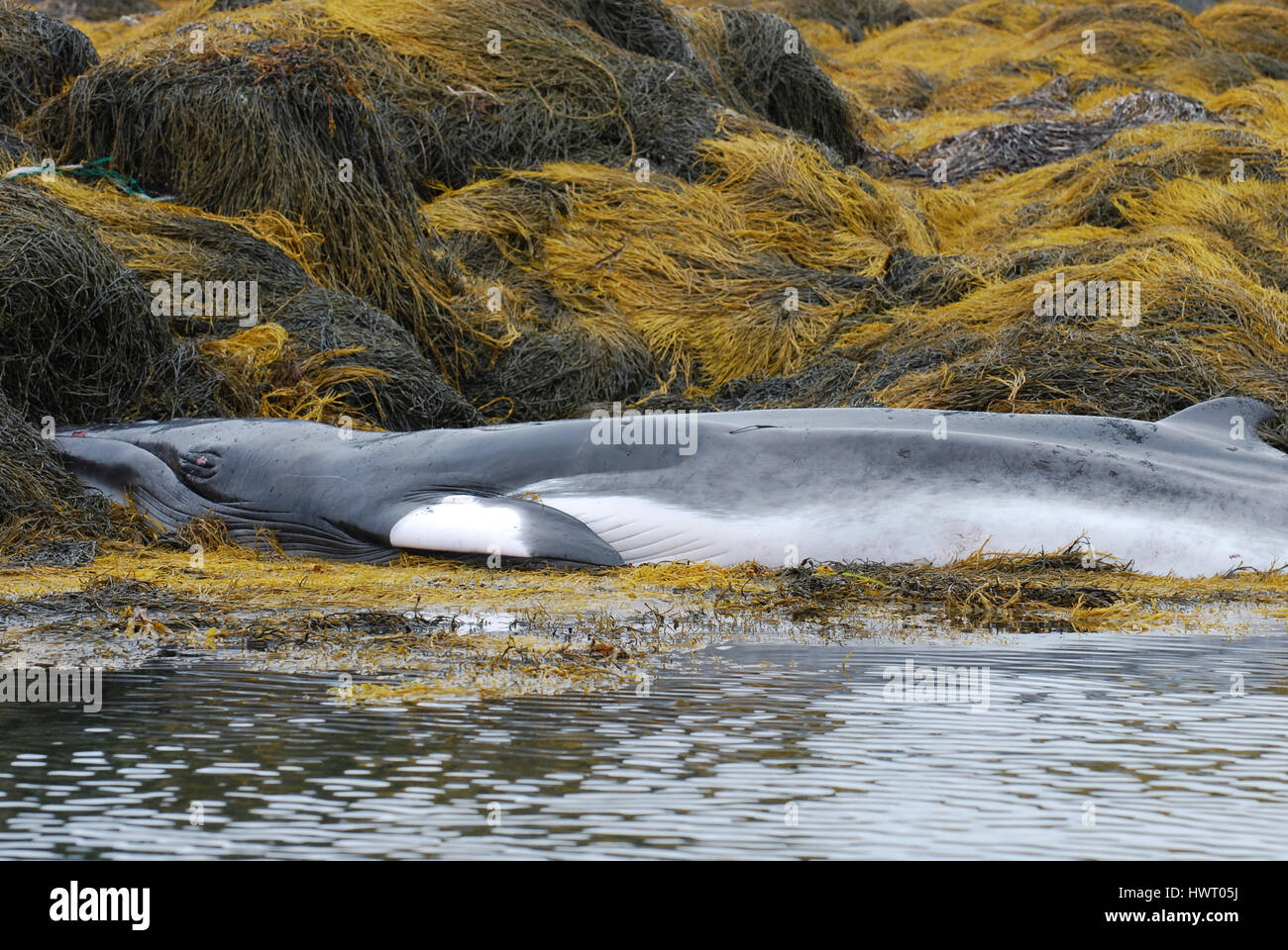 Whale deceased on a reef in Casco Bay Maine Stock Photo - Alamy