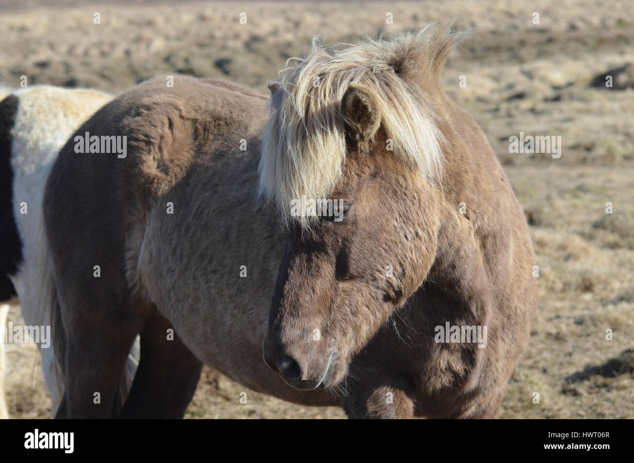 Beautiful Icelandic horse standing in a field in Iceland Stock Photo ...