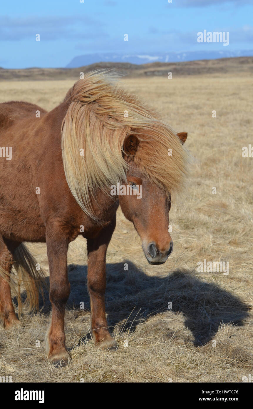 Gorgeous chestnut Icelandic horse standing in a hay field in Iceland ...
