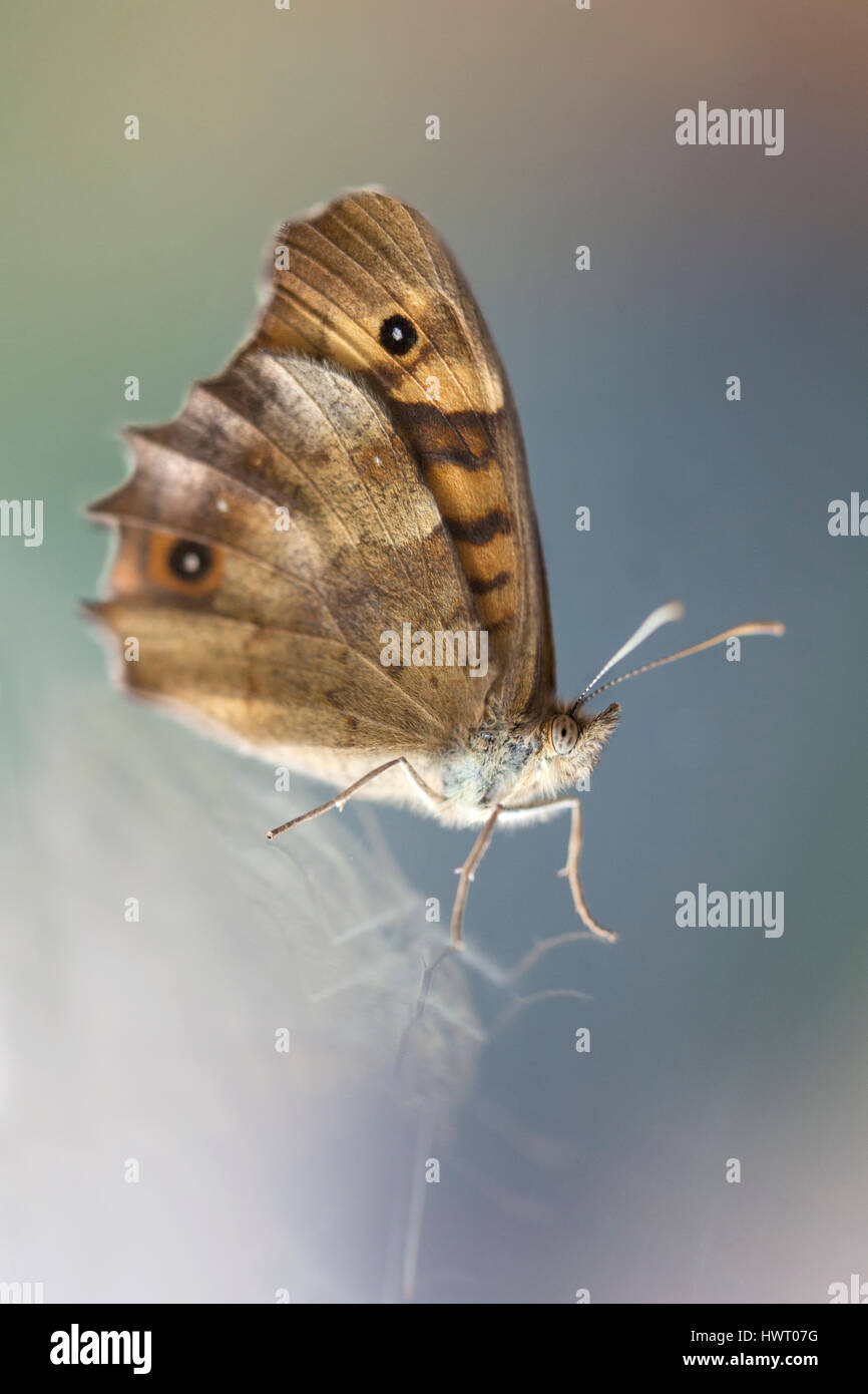 Macro of butterfly on a window. Defocused colorful background. Stock Photo