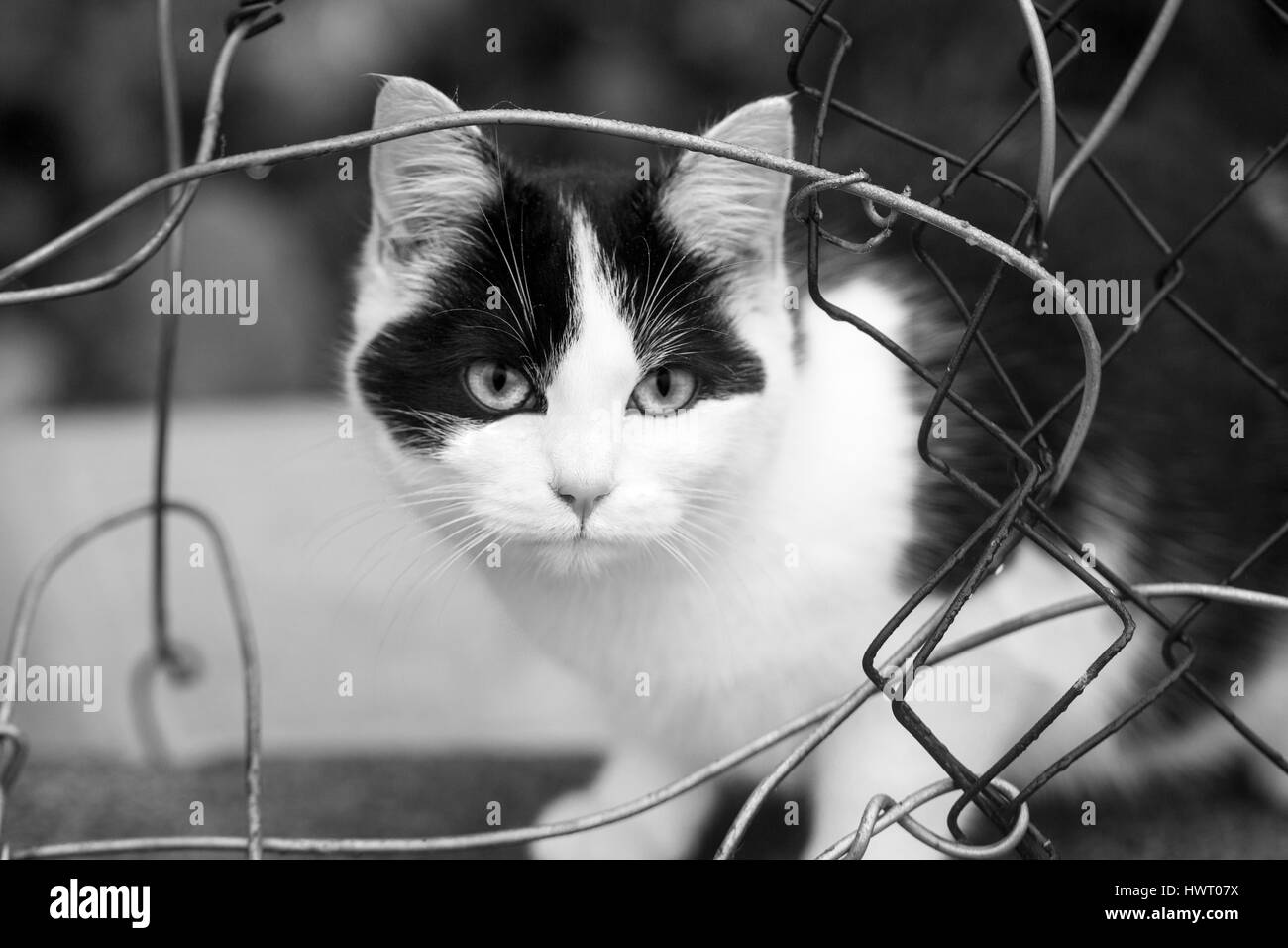 Black & white stray cat Stock Photo