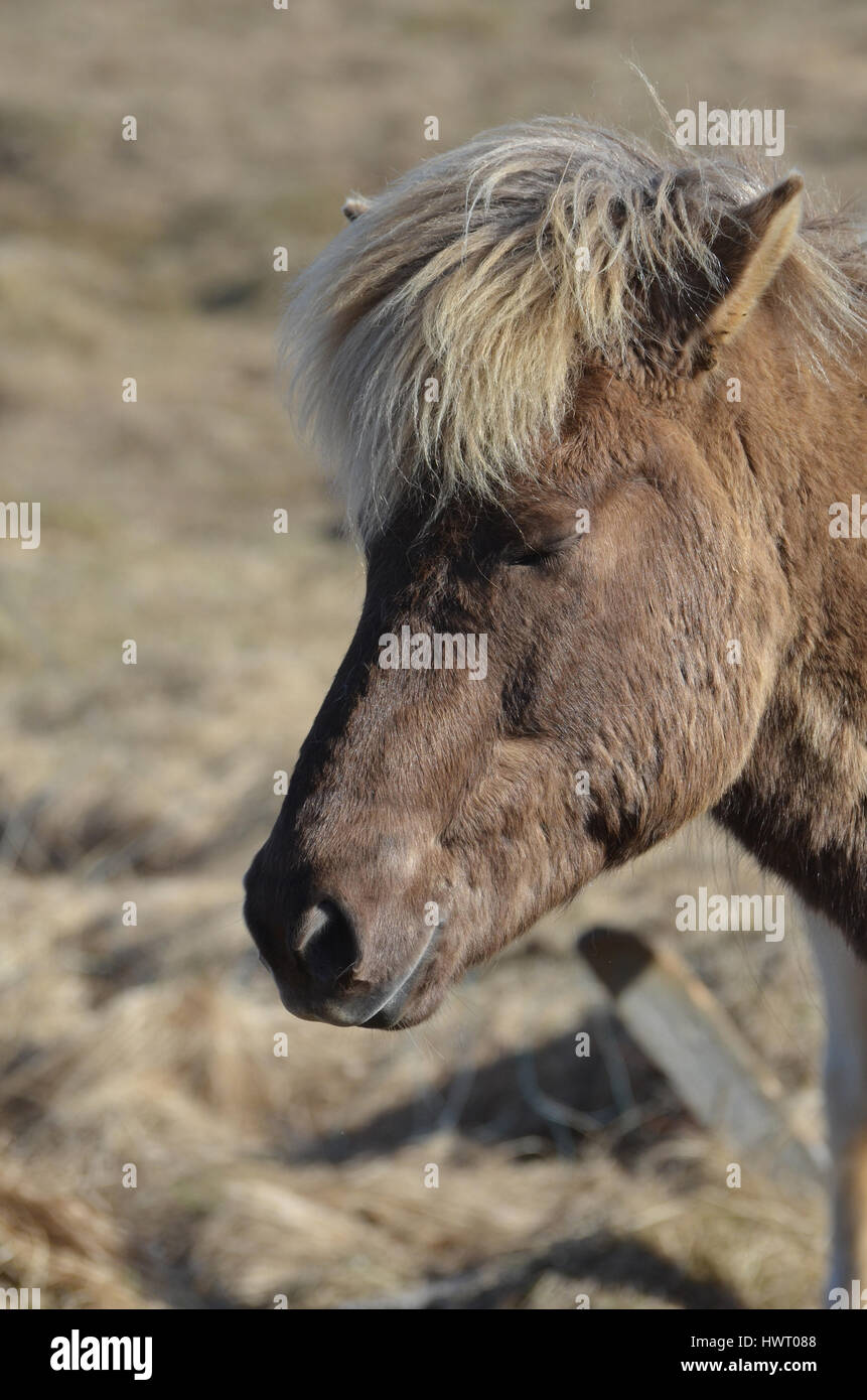 Profile view of an Icelandic horse in Iceland. Stock Photo