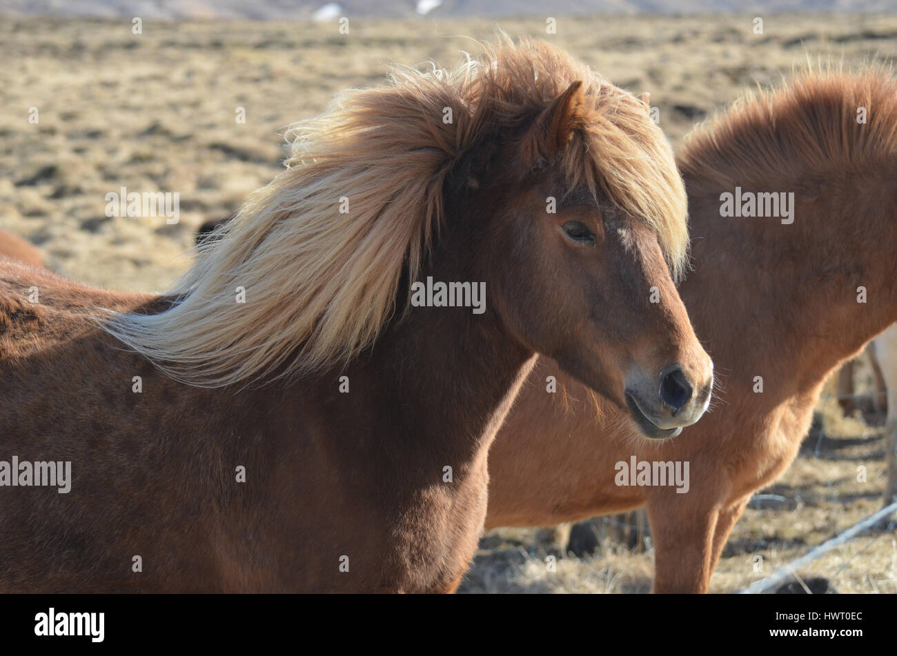 Gorgeous Icelandic horse standing at the fence line. Stock Photo
