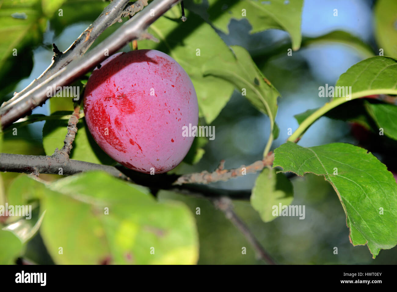 Plum tree, Canada Stock Photo Alamy
