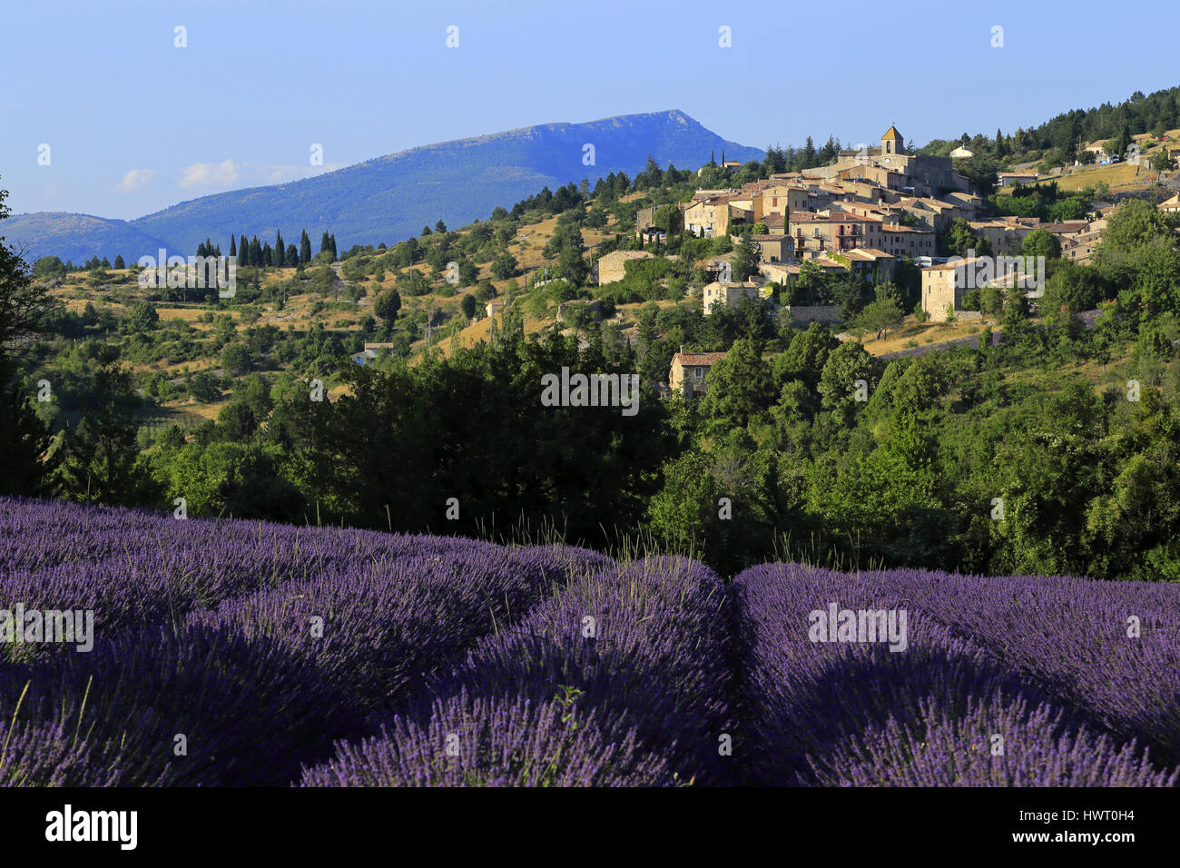 Aurel Village and lavender field in Provence, Vaucluse, France Stock Photo