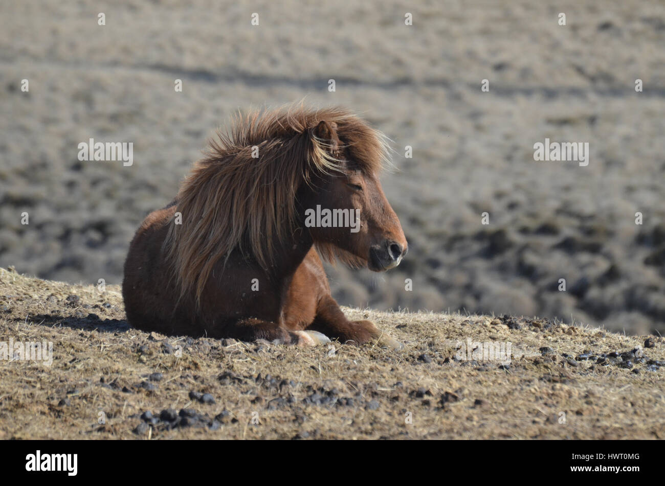 Sweet roan Icelandic horse resting on a horse farm in Iceland. Stock Photo