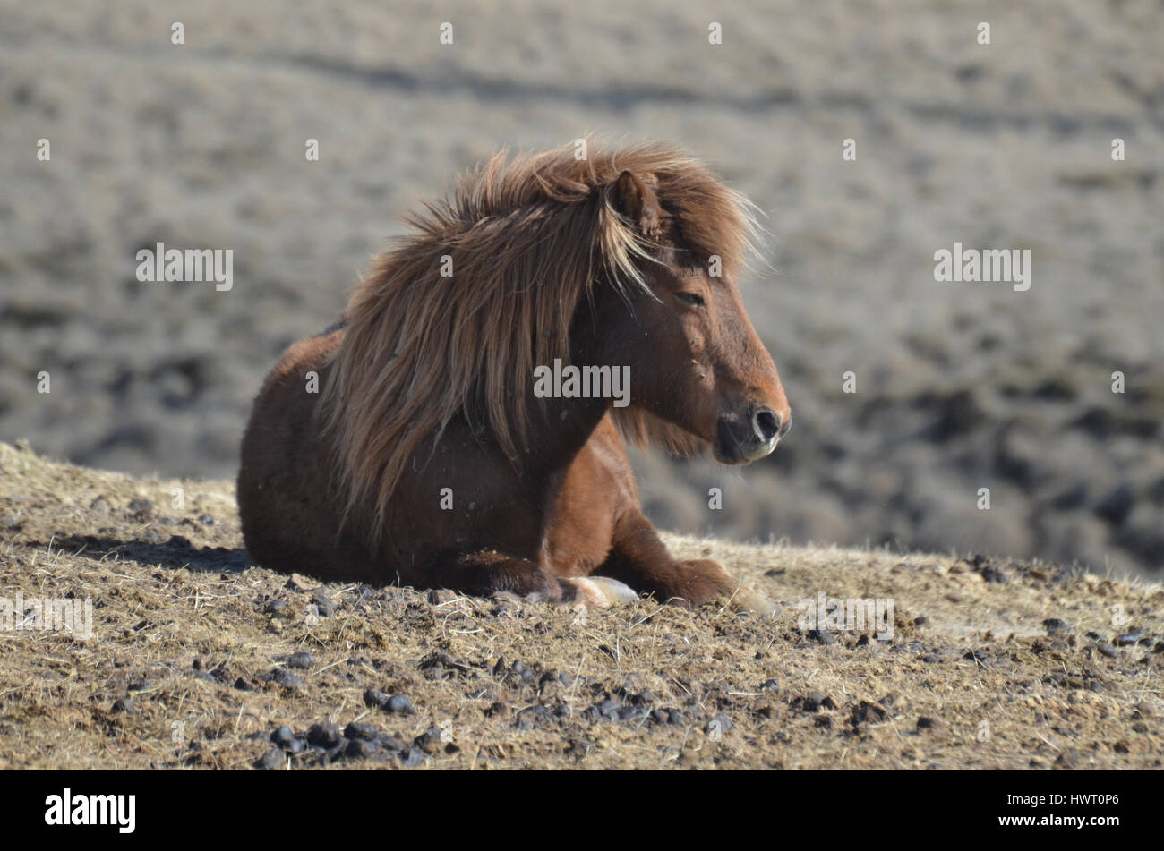 Beautiful roan Icelandic horse resting in a field alone. Stock Photo