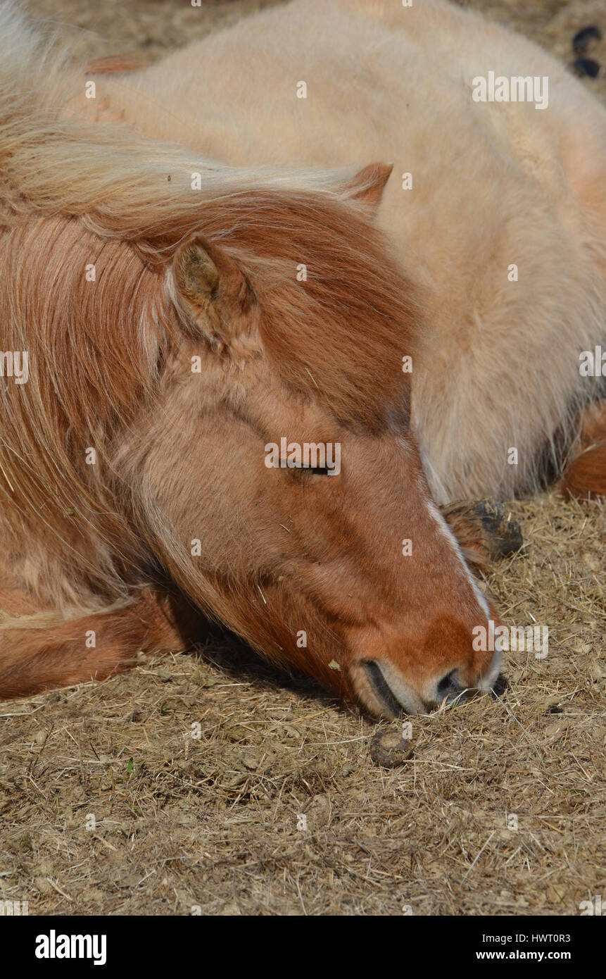 Icelandic horse laying down in hay. Stock Photo