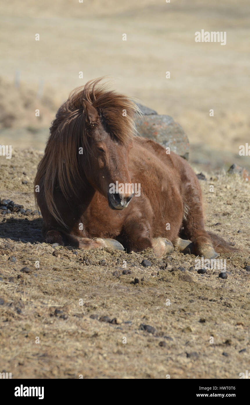 Horse farm with a resting roan in a field. Stock Photo