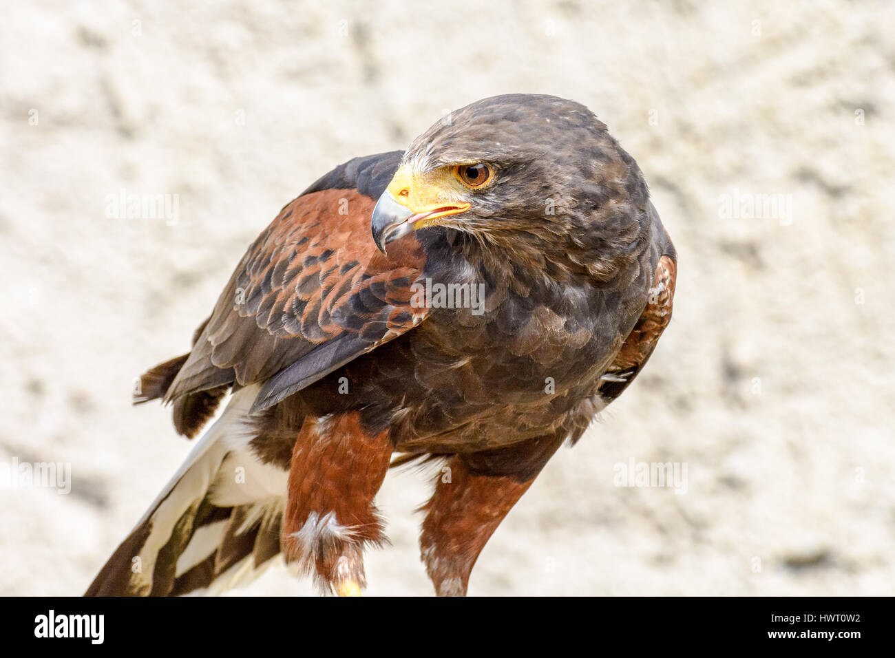 Color portrait of a curiously watching isolated single hawk in sunlight ...