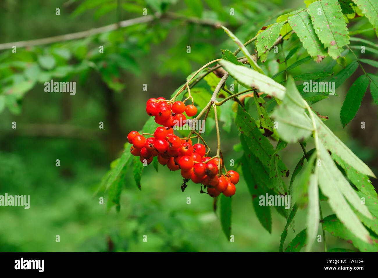 Red rowan berries hang on the branches of beams Stock Photo