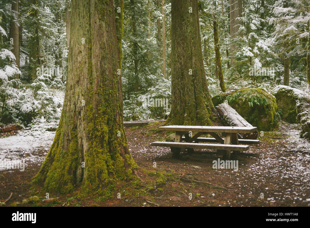 Picnic bench in forest during winter Stock Photo