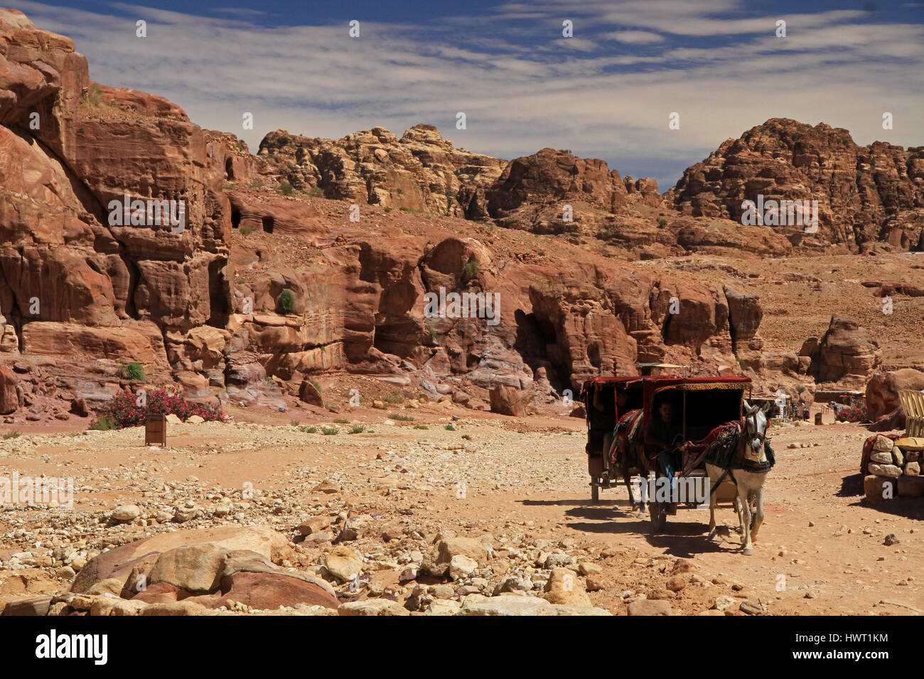 Horse cabbage in Petra, Jordan Stock Photo