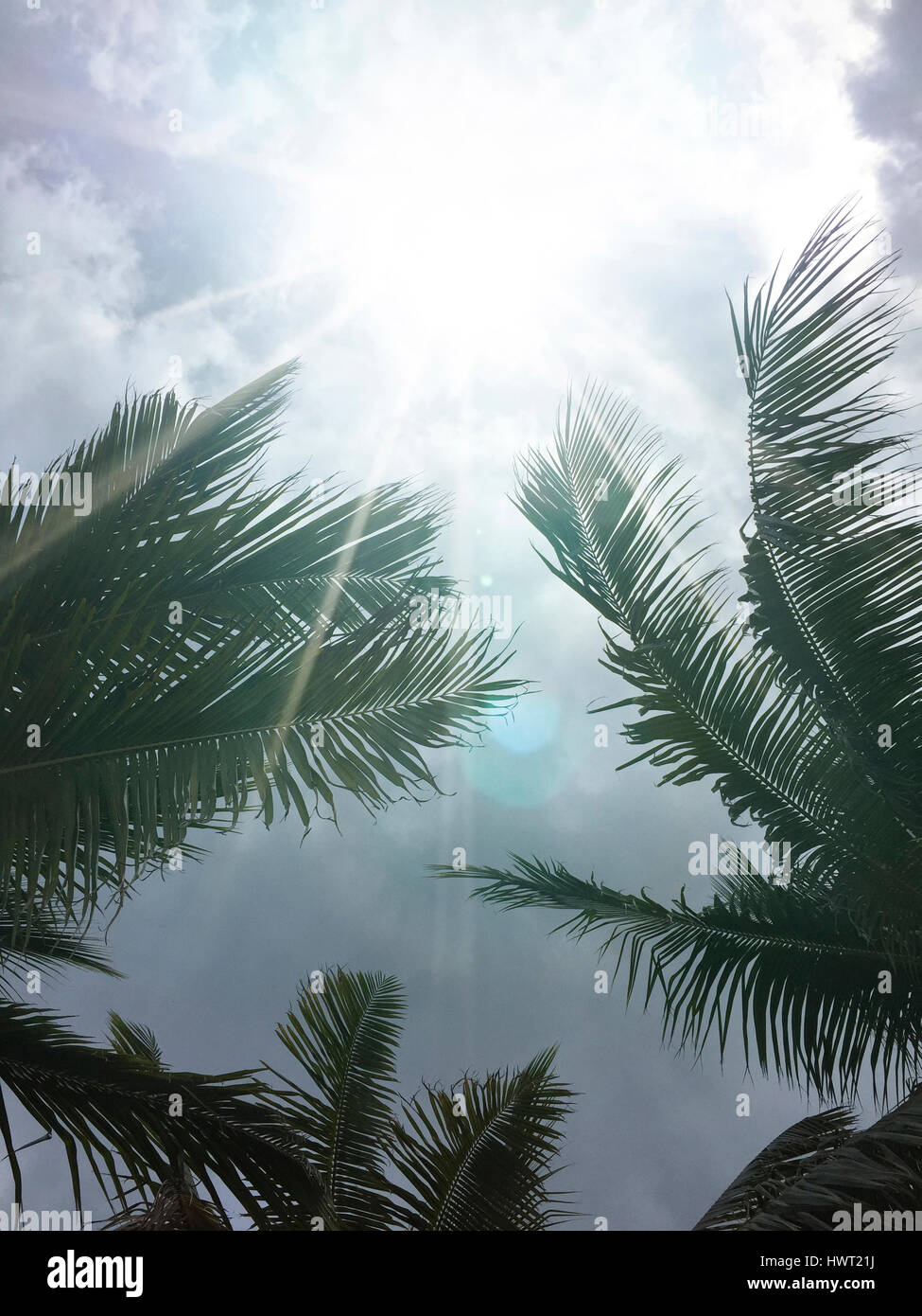 Low angle view of palm trees against cloudy sky during sunny day Stock ...