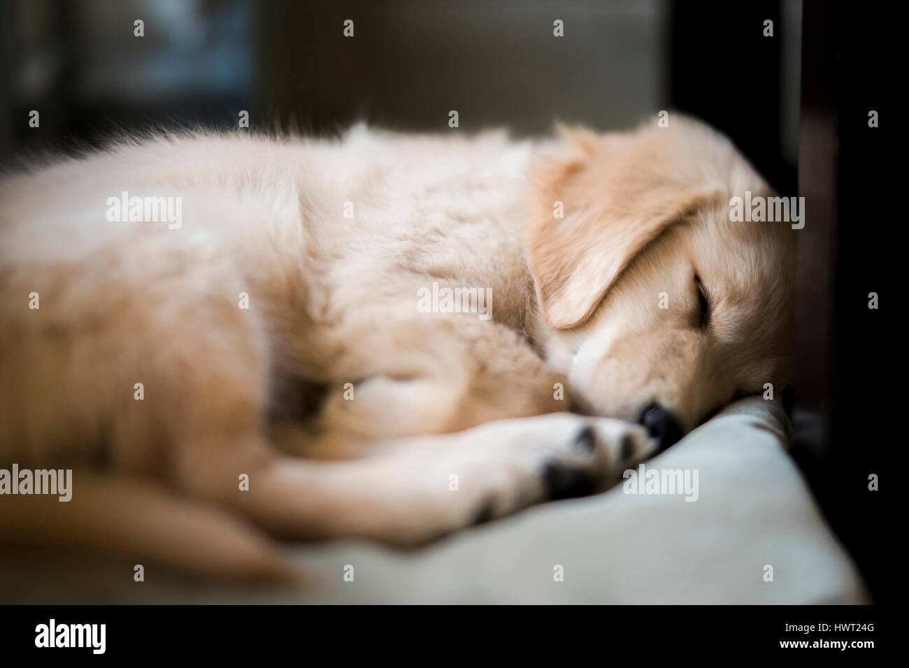 Close-up of Golden Retriever sleeping on bed at home Stock Photo