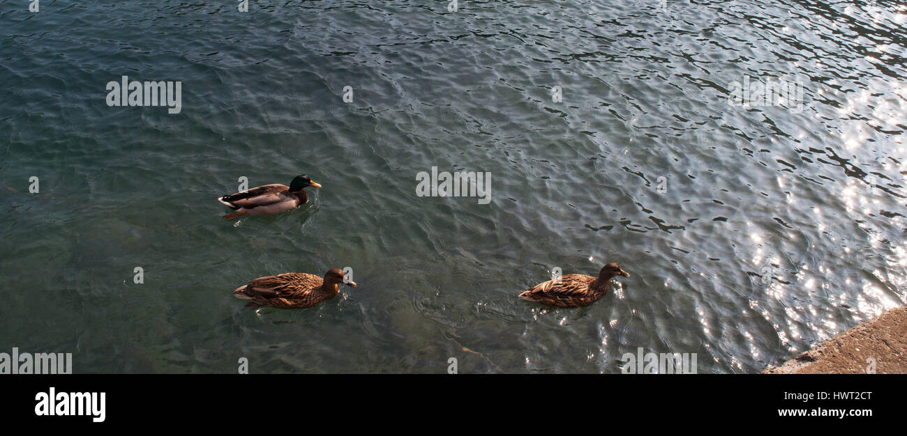 Portofino, Italy, nature and animals: three sea ducks in the water Stock Photo