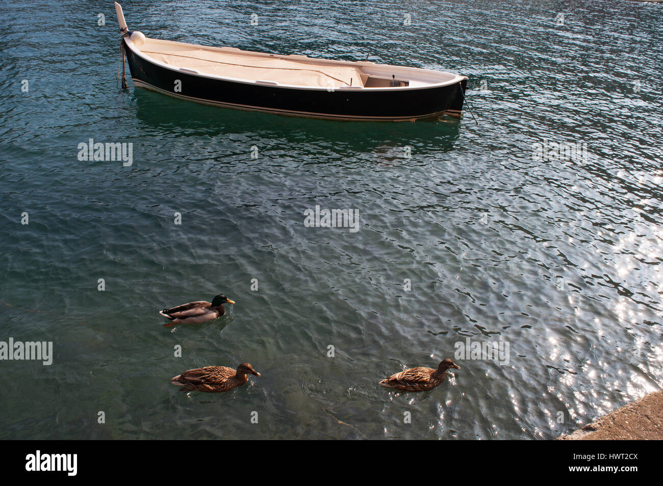 Portofino, Italy, nature and animals: three sea ducks in the water and a fishing boat Stock Photo