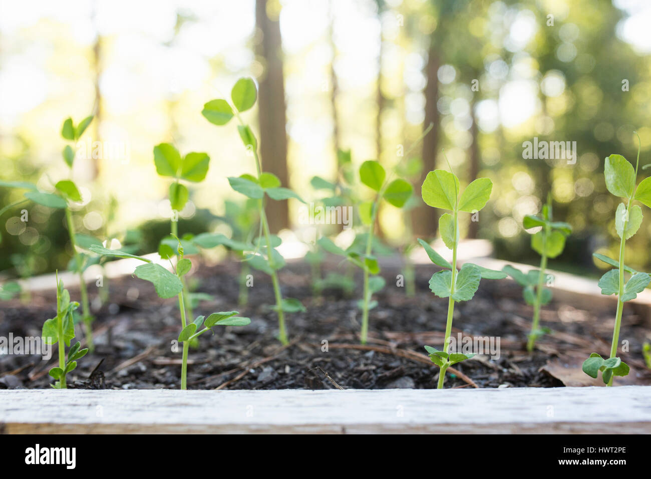 Close-up of seedlings growing outdoors Stock Photo