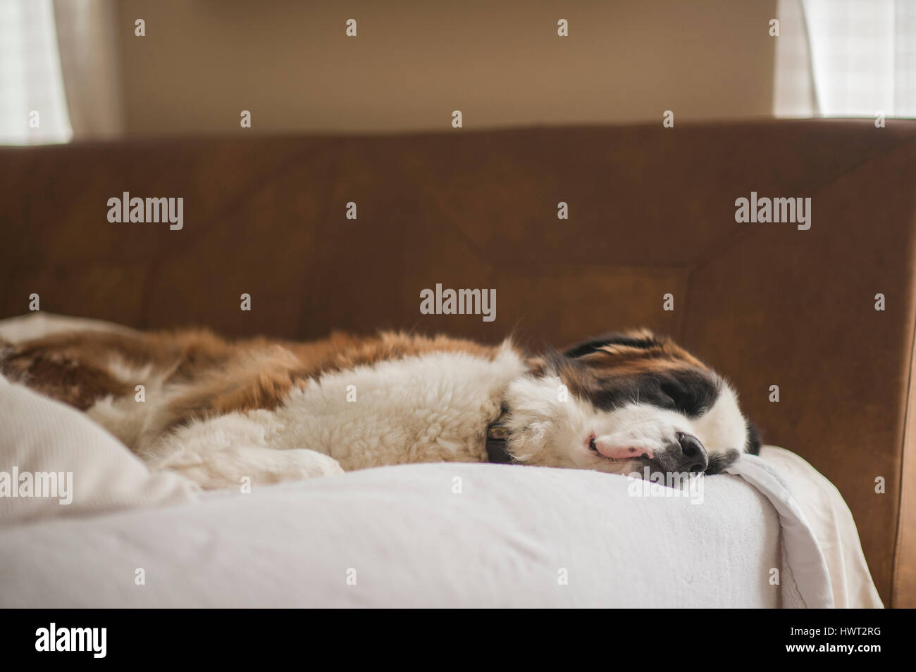 Saint Bernard sleeping on bed at home Stock Photo Alamy
