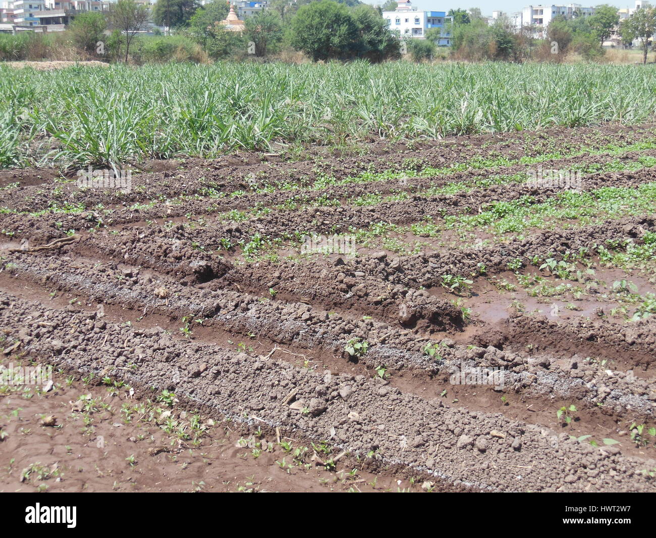 Coriander field or organic farm, India Stock Photo Alamy