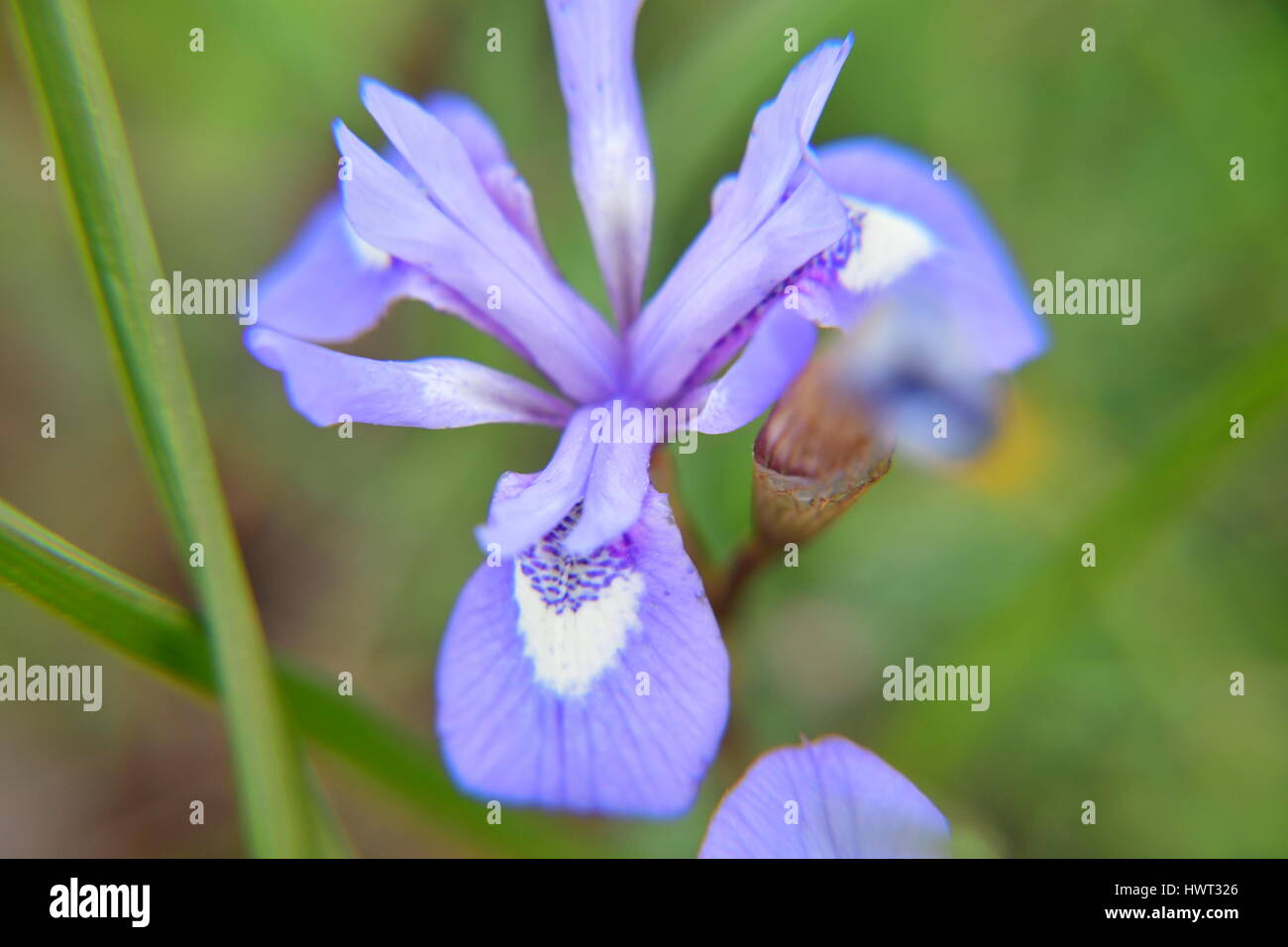 Nafplio. Greece, 22th March 2107.The iris  is a genus of flowering plants monocots, the order of Leiriodon (Liliales), the family of iridoids which in Stock Photo