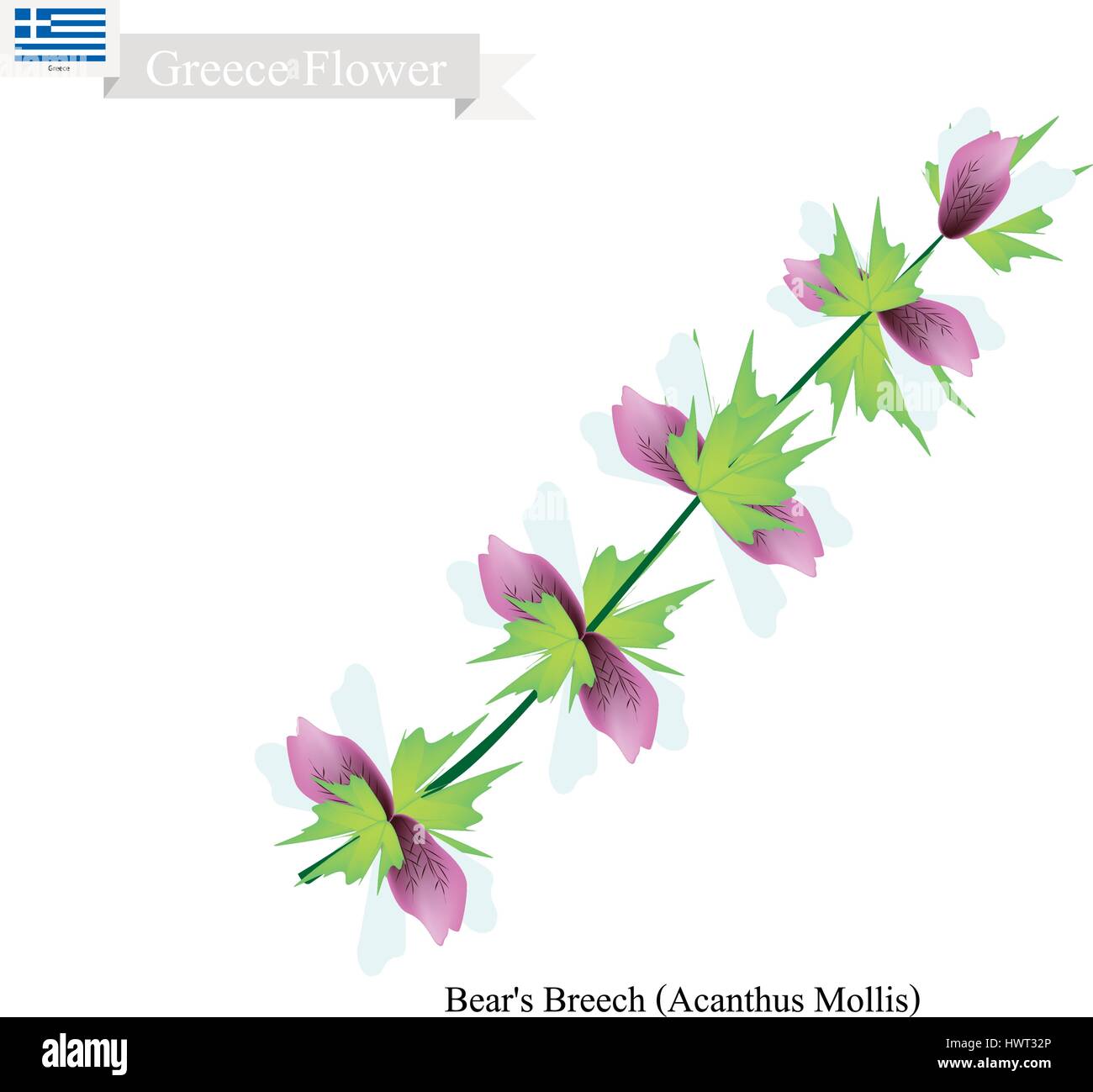 Greece Flower, Illustration of Bear's Breech or Acanthus Mollis Flowers. The National Flower of Greece. Stock Vector