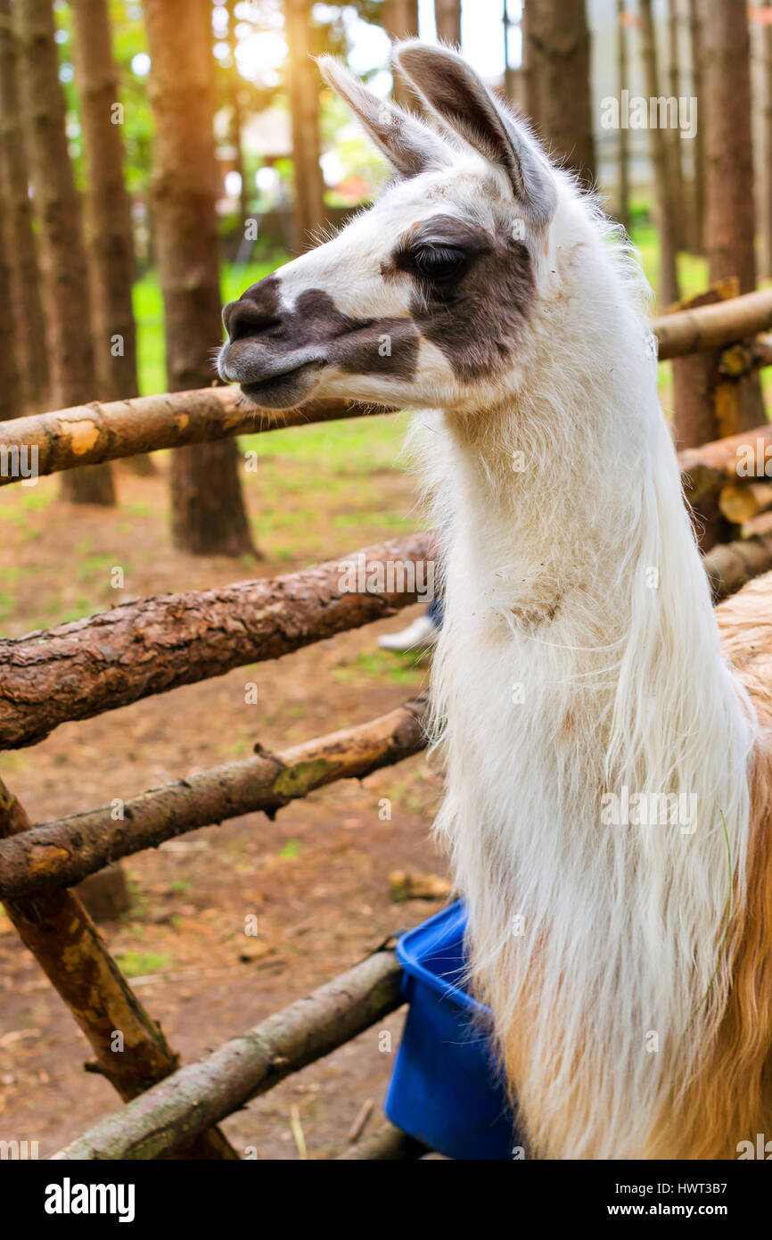 Palanga, lithuania hi-res stock photography and images - Page 16 - Alamy