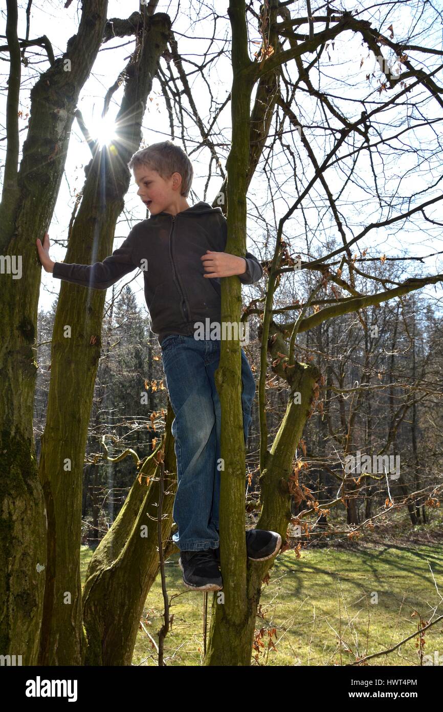 Little blond boy climbs on tree in sunlight Stock Photo