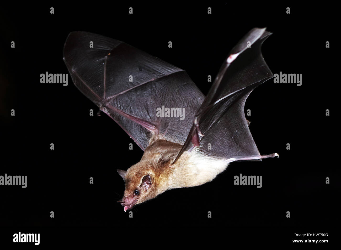 Vampire Bat Flying Vampire Bat Flying
