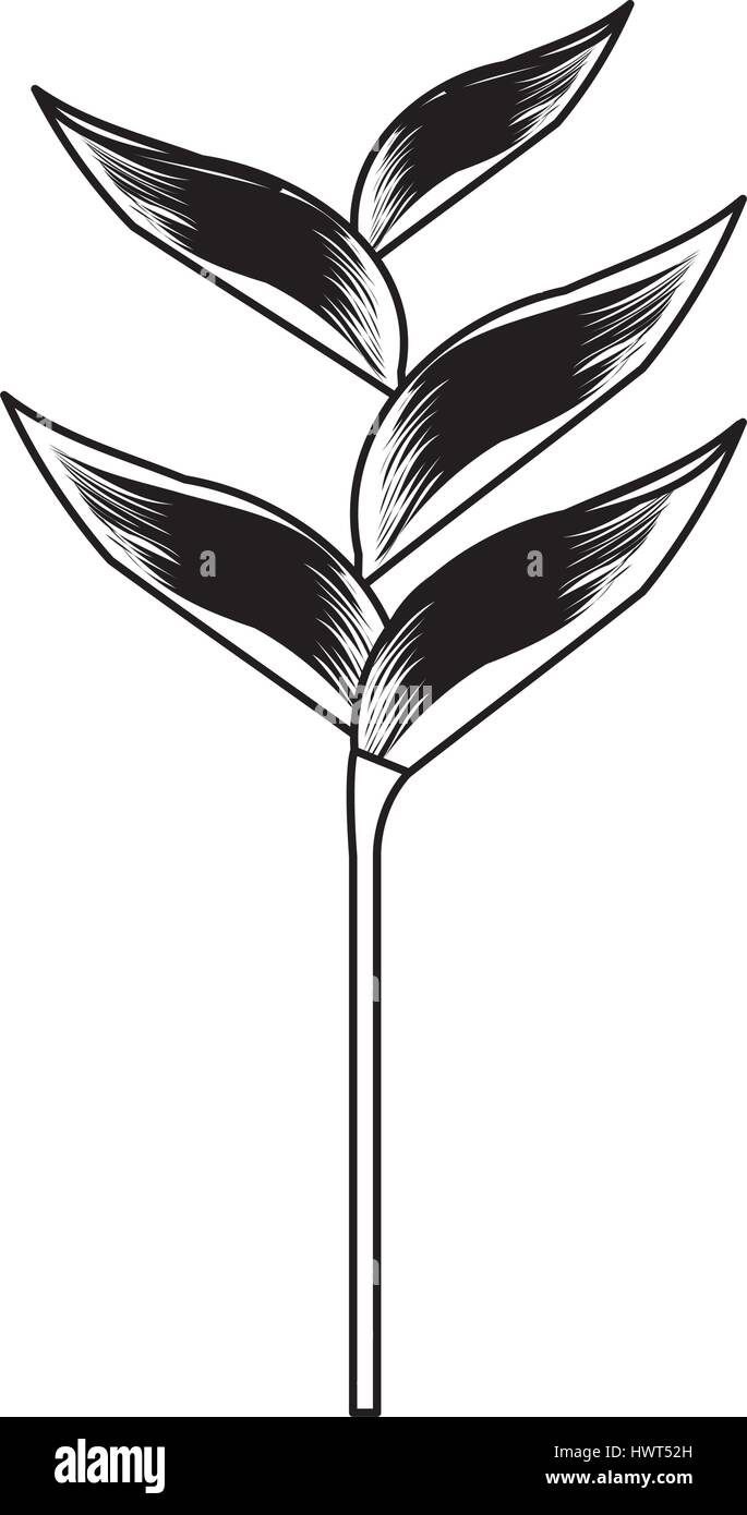 exotic and tropical flower icon Stock Vector Image & Art - Alamy