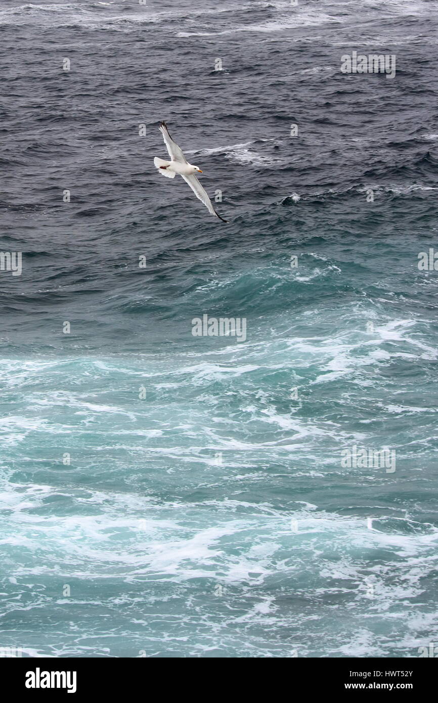 All at sea; Herring gull flying above the waves at Sennen, Cornwall. UK