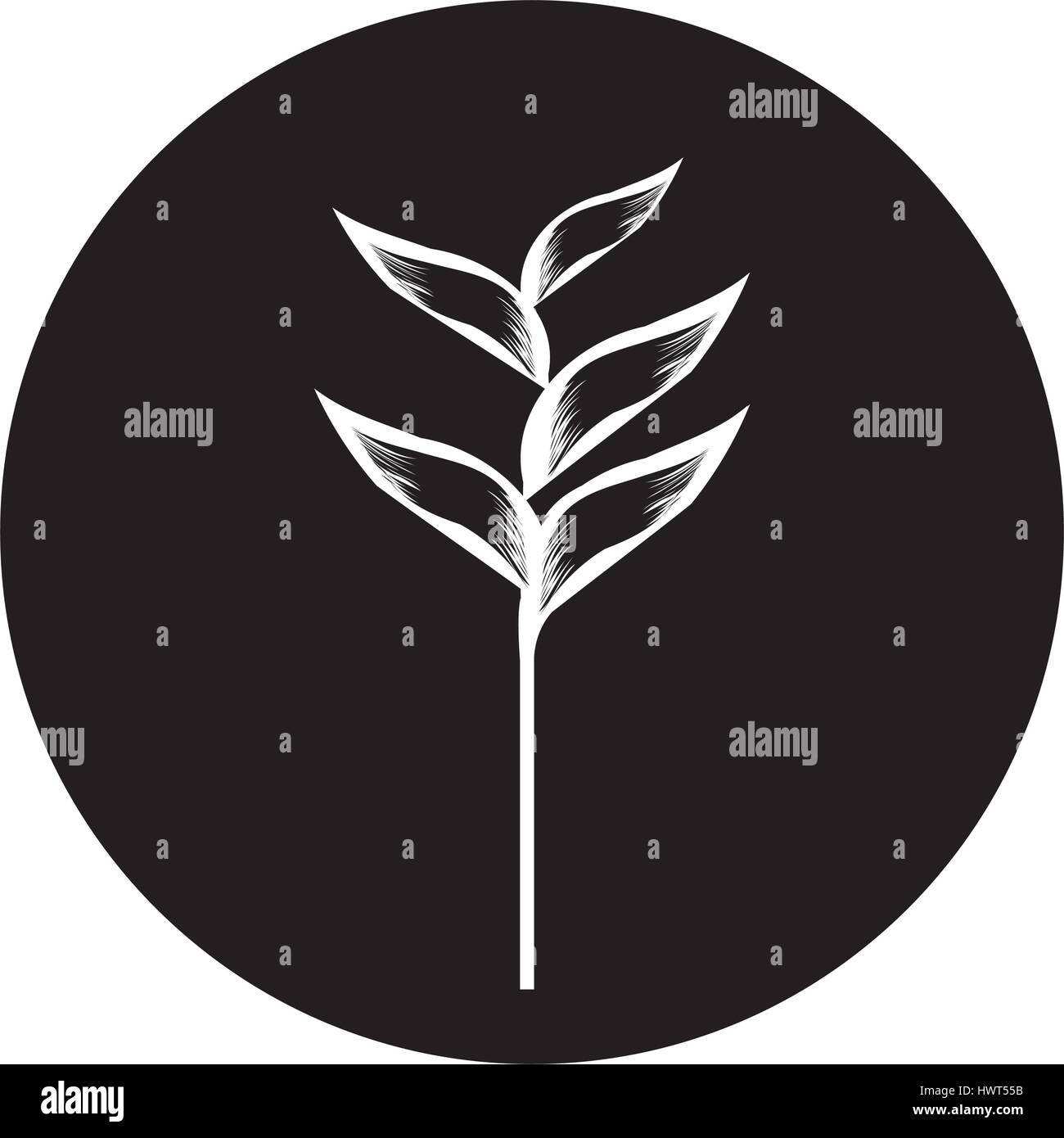 exotic and tropical flower icon Stock Vector Image & Art - Alamy