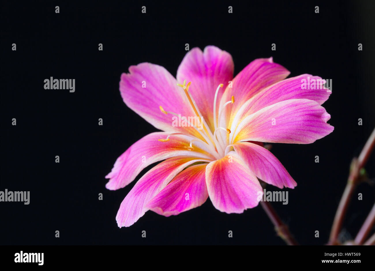 Close up portrait of a pink Lewisia against a black background Stock Photo