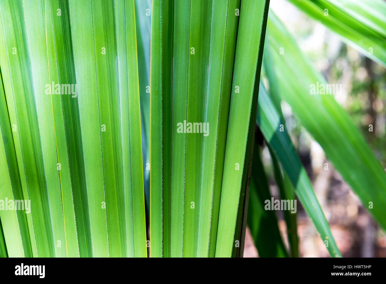 Closeup of a chit palm seen in the ruins of Coba, Mexico Stock Photo