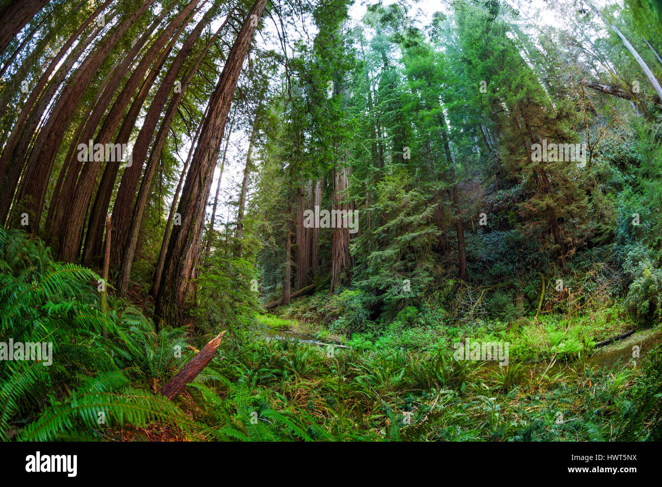 Forest canopy fisheye hi-res stock photography and images - Alamy