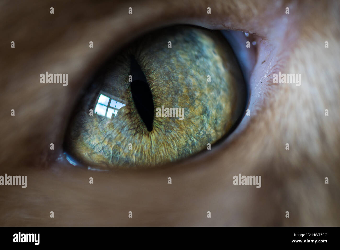 Close up of domestic cat's eye Stock Photo Alamy
