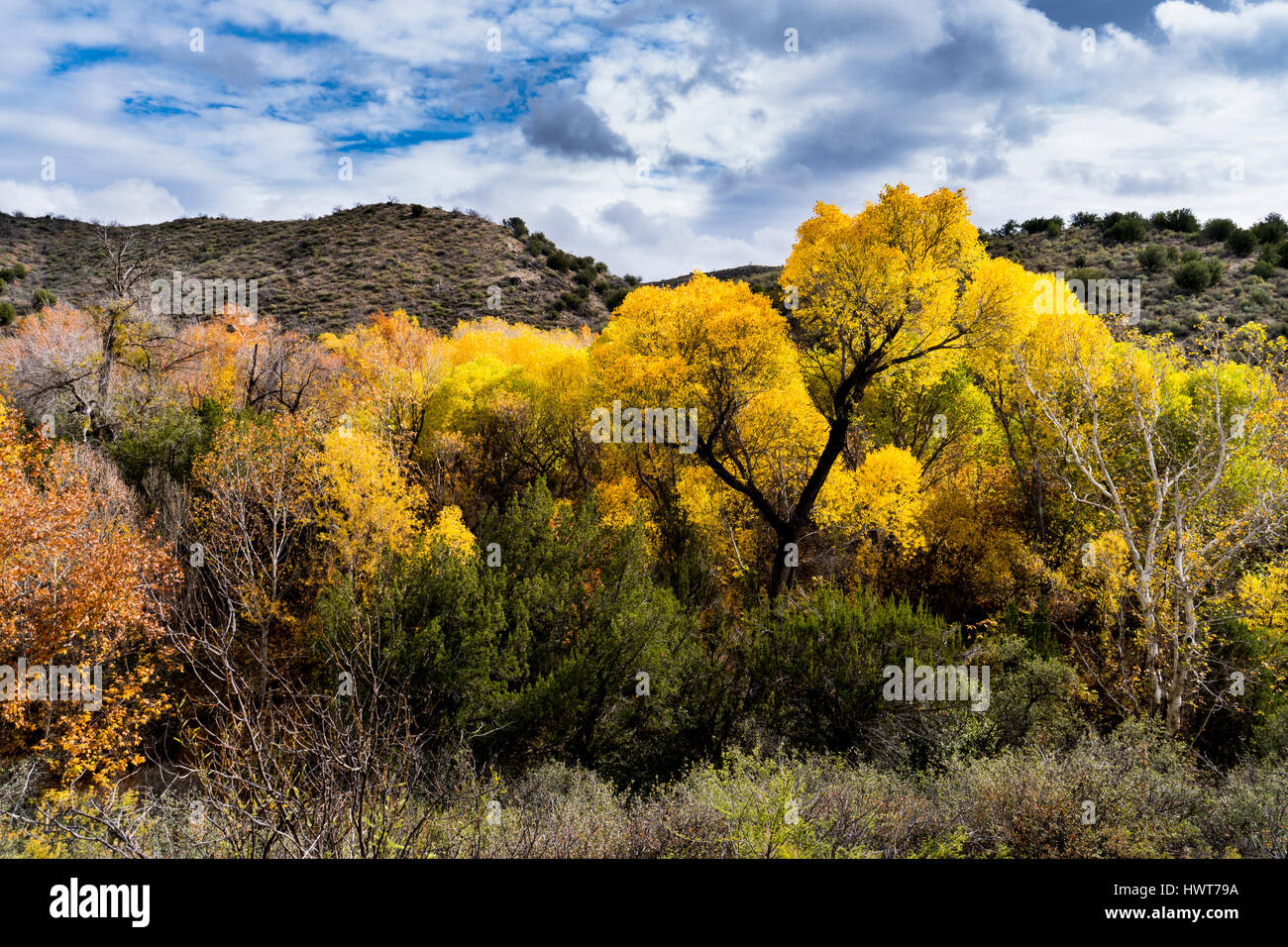 Cottonwood tree arizona hires stock photography and images Alamy